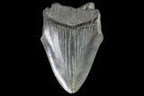 Partial, Fossil Megalodon Tooth #88998-1
